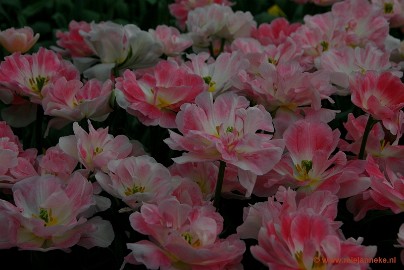 DSC_2343 Keukenhof 2011