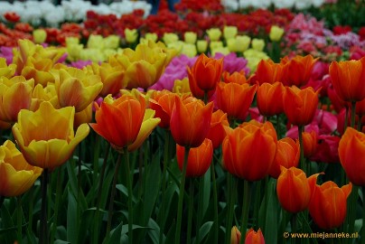 DSC_2345 Keukenhof 2011