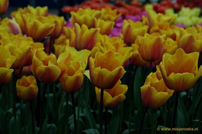 DSC_2347 Keukenhof 2011