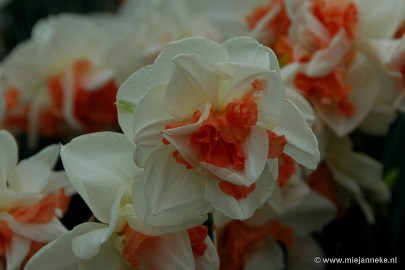 DSC_2349 Keukenhof 2011