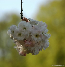 DSC_2870a Lente in Arcen