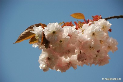 DSC_2872a Lente in Arcen