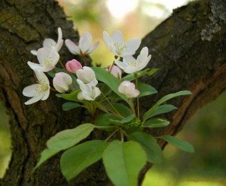 DSC_2889a Lente in Arcen