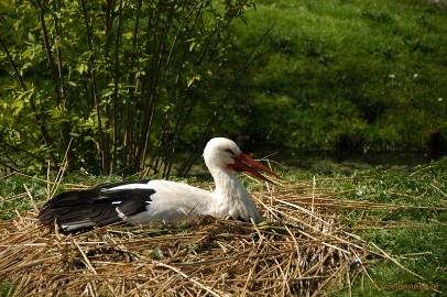 DSC_3071 Lente in Arcen