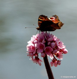 DSC_3121 Lente in Arcen