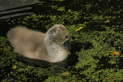 DSC_8137 Lente in Arcen