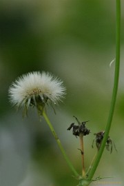 DSC_8321 Lente in Arcen