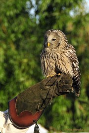 _DSC3264 Zon, sneeuw en vogels