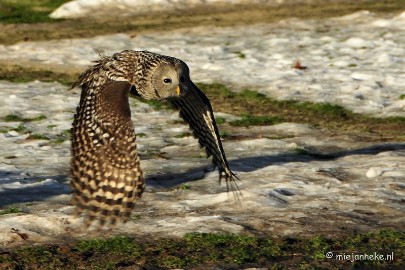 _DSC3278 Zon, sneeuw en vogels