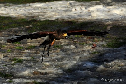 _DSC3287 Zon, sneeuw en vogels