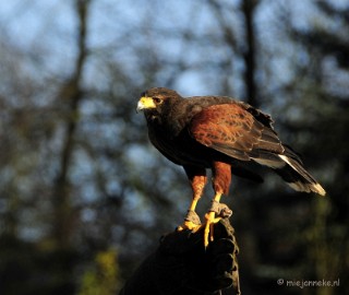 _DSC3292 Zon, sneeuw en vogels