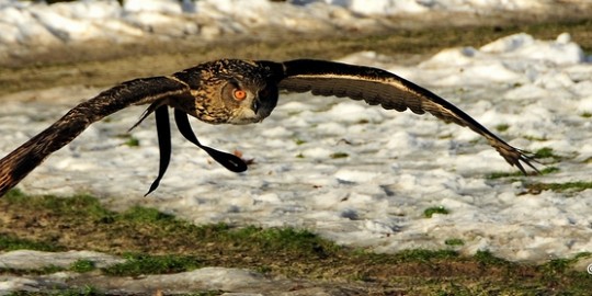 _DSC3295a Zon, sneeuw en vogels