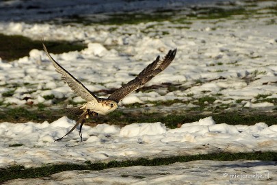 _DSC3306 Zon, sneeuw en vogels