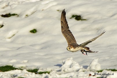 _DSC3308a Zon, sneeuw en vogels