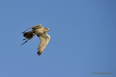 _DSC3321a Zon, sneeuw en vogels