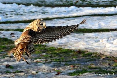 _DSC3491 Zon, sneeuw en vogels