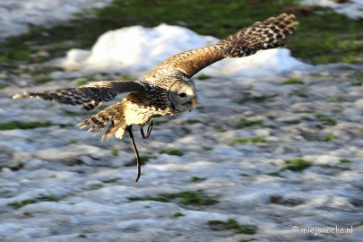 _DSC3501 Zon, sneeuw en vogels