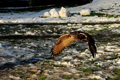 _DSC3523 Zon, sneeuw en vogels