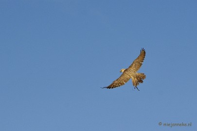 _DSC3534 Zon, sneeuw en vogels