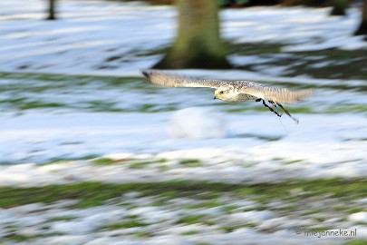 _DSC3539 Zon, sneeuw en vogels