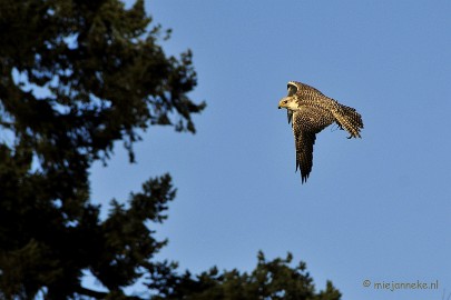 _DSC3541 Zon, sneeuw en vogels