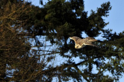 _DSC3543 Zon, sneeuw en vogels