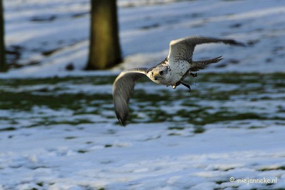 _DSC3566 Zon, sneeuw en vogels