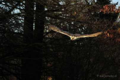 _DSC3576 Zon, sneeuw en vogels