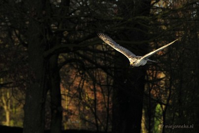 _DSC3577 Zon, sneeuw en vogels