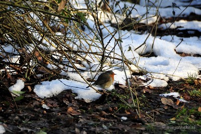 _DSC3612 Arcen in het nieuwe jaar