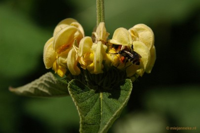 DSC_7542 Kasteeltuin Arcen