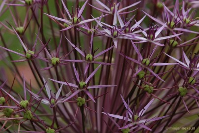 DSC_7567 Kasteeltuin Arcen