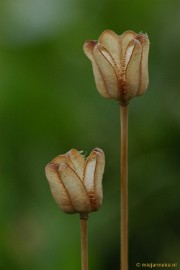 DSC_7575 Kasteeltuin Arcen