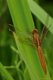 DSC_7588 Kasteeltuin Arcen