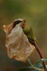 DSC_8053 Kasteeltuin Arcen