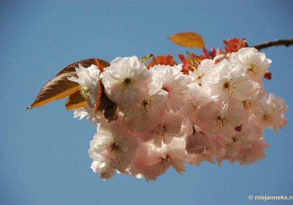 Lente in Arcen