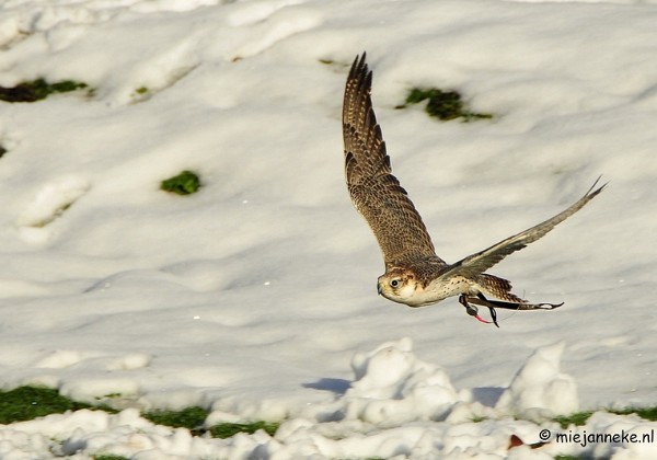 Vogeldemonstratie en training Arcen