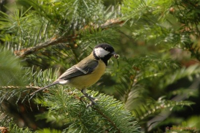 DSC_8723a Vogels