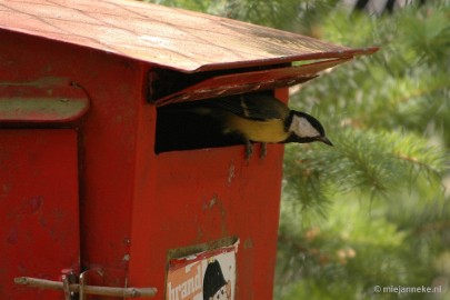 DSC_8770 Vogels