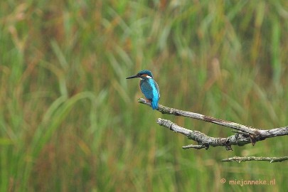 DSC_2670 Vogels