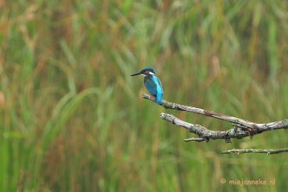 DSC_2673 Vogels