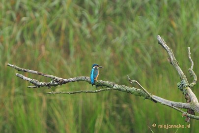 luysden003 Vogels