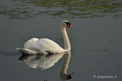 DSC_2729 Vogels