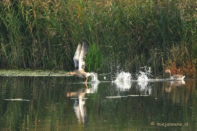 DSC_2736 Vogels