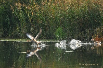 DSC_2737 Vogels