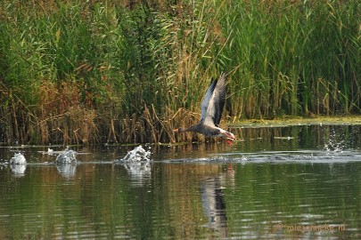 DSC_2738 Vogels