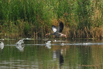 DSC_2739 Vogels