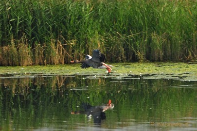 DSC_2740 Vogels