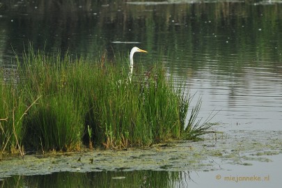 DSC_2748 Vogels