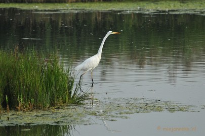 DSC_2750 Vogels